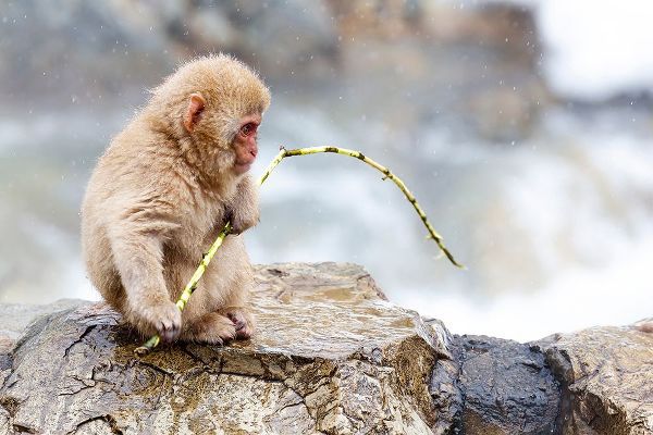 Goff, Ellen 아티스트의 Japan-Nagano A baby snow monkey 작품입니다.